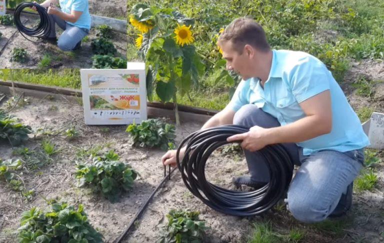 Système d'irrigation goutte à goutte pour les serres Zhuk principaux avantages et caractéristiques de fonctionnement