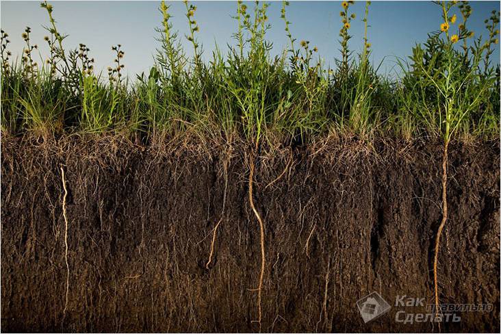 Comment planter des arbres si la nappe phréatique est proche