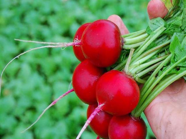 Cultiver des radis dans une serre aux vitamines croquantes au début du printemps