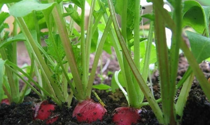 Cultiver des radis dans une serre aux vitamines croquantes au début du printemps