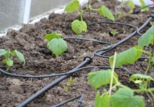 Système d'irrigation goutte à goutte pour les serres Zhuk principaux avantages et caractéristiques de fonctionnement