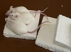 Les souris peuvent-elles escalader les murs ?