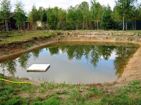 Comment planter des arbres si la nappe phréatique est proche