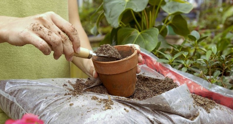 Que peut-on utiliser à la place de l'argile expansée pour les fleurs