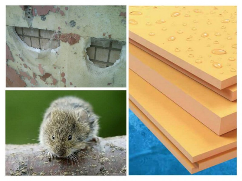 Les souris peuvent-elles escalader les murs ?