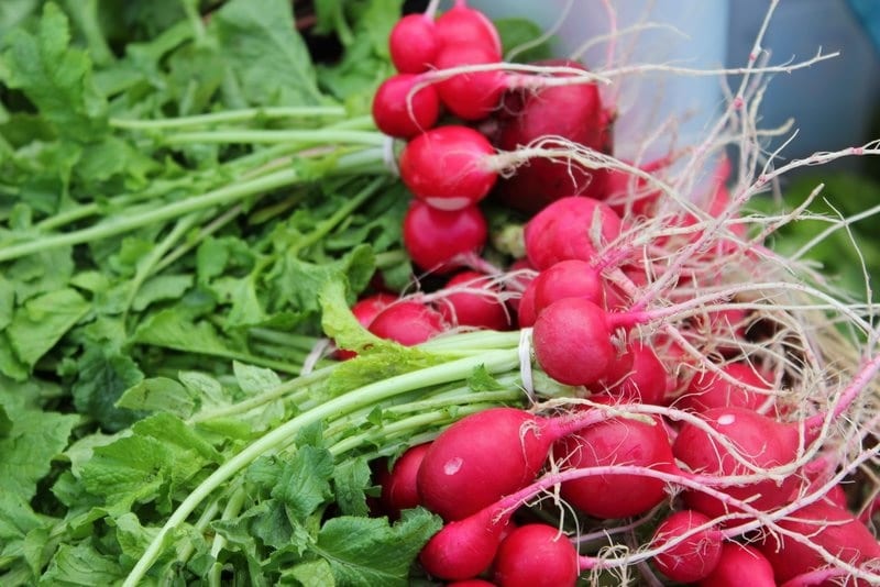 Cultiver des radis dans une serre aux vitamines croquantes au début du printemps