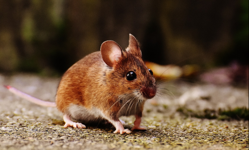 Les souris peuvent-elles escalader les murs ?