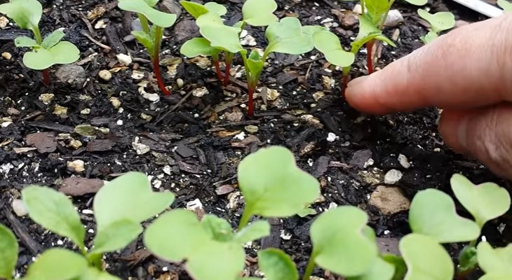 Cultiver des radis dans une serre aux vitamines croquantes au début du printemps