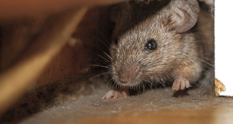 Les souris rongent-elles la mousse de polyuréthane que disent les propriétaires