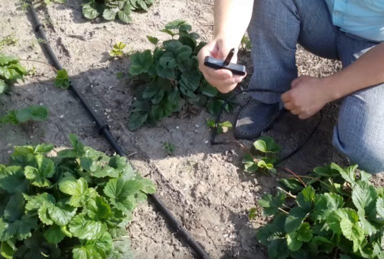 Système d'irrigation goutte à goutte pour les serres Zhuk principaux avantages et caractéristiques de fonctionnement