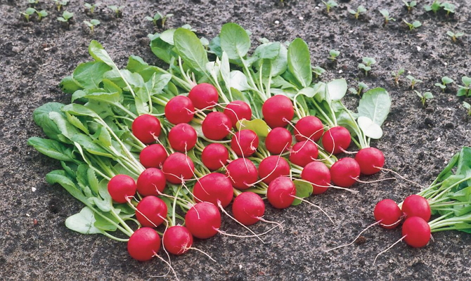 Cultiver des radis dans une serre aux vitamines croquantes au début du printemps