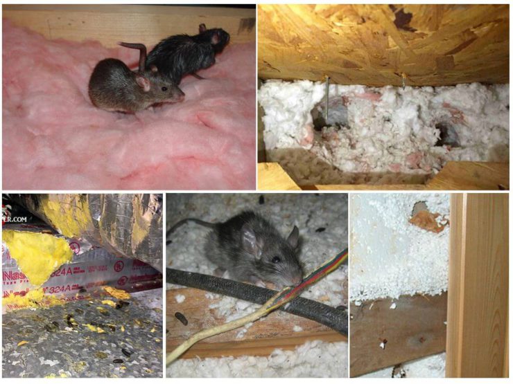 Les souris rongent-elles la mousse de polyuréthane que disent les propriétaires